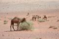 Ein paar frei grasende Kamele